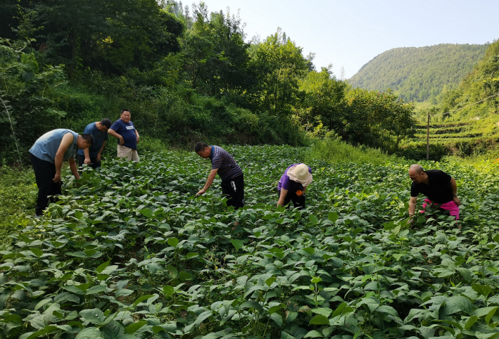 湖北恩施州農業(yè)農村局領導蒞臨岳氏集團5000畝富硒黑豆種植基地調研指導