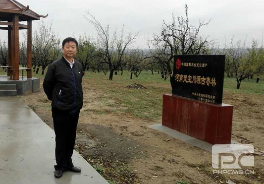 岳平安董事長帶團(tuán)考察靈寶市寶川塬古棗林